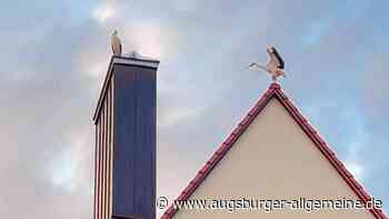 Tierschutz: Zwischen Emotionen und Vorschriften