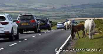 11 things drivers must remember on a day out in the countryside or risk huge fines and even prison
