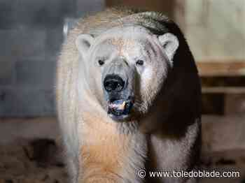 Toledo Zoo welcomes new male polar bear Kali