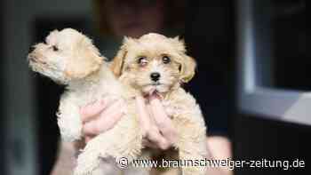 Geschmuggelte Hundewelpen: So geht es ihnen im Tierheim Braunschweig