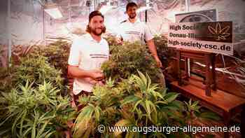Landratsamt untersagt Cannabis-Anbau: High Society Donau Iller spricht von „Hexenjagd“