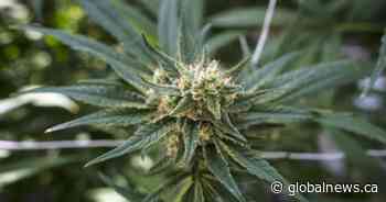 2 people charged after $2M worth of illegal cannabis seized in Ontario: police