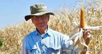 Popcorn harvest underway in Coleambally but water cost remains a concern