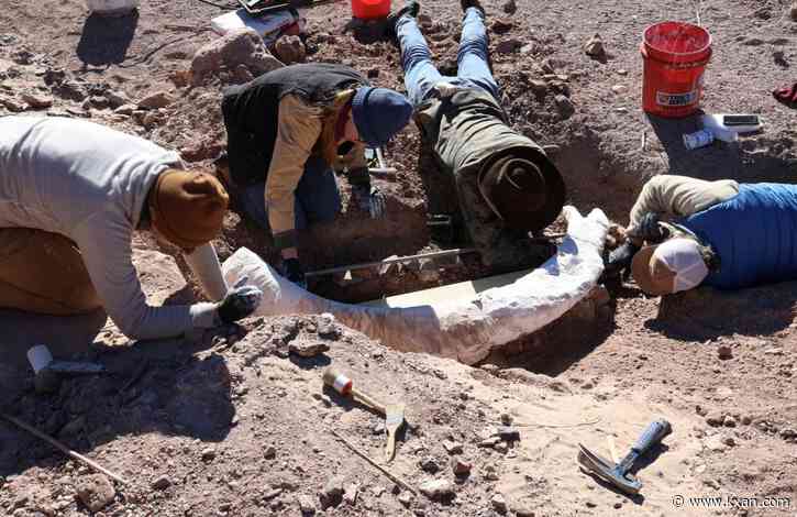 Rare mammoth tusk discovered in West Texas
