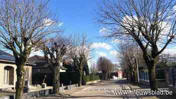 Smisstraat in Kesselt krijgt nieuwe stoepen en bomen