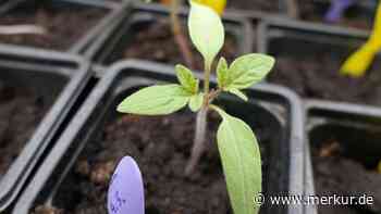 Vier häufige Fehler bei der Tomatenanzucht vermeiden
