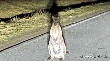 Ausgebüxtes Beuteltier?: Polizei fahndet nach Känguru in Sächsischer Schweiz