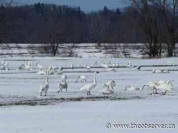 Tundra swans spotted in Lambton Shores