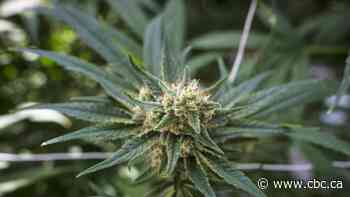 2 charged after 4,000 illegal cannabis plants seized in Ontario: police