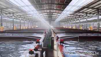 Belgisch bedrijf wil eerste grootschalige scampikwekerij van ons land vestigen in ...Kinrooi