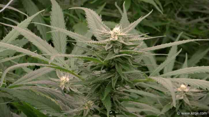 Marijuana Masquerade: Disguised cannabis illegally peddled at New Mexico convenience stores