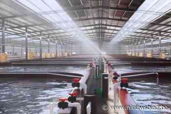 Wordt dit binnenkort de scampihoofdstad van België? Vergunning voor megakwekerij aangevraagd