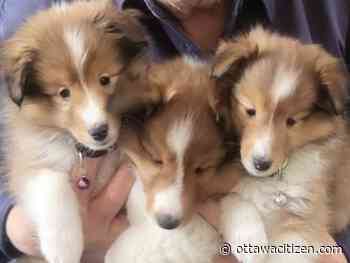 Over a dozen cats and dogs killed in Barrhaven house fire