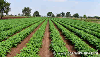 India’s aardappelrevolutie verandert de fritesmarkt