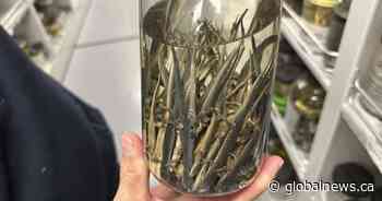 Endangered salamander to get car-free spring migration routes in parts of GTA