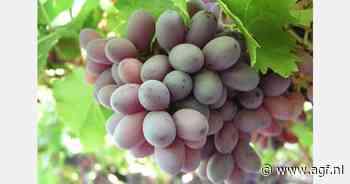 Goede Zuid-Afrikaanse fruitoogst, maar meer windvertraging haven Kaapstad