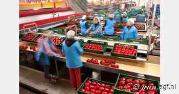 "Paprika-areaal zal volgend seizoen afnemen in Almería"