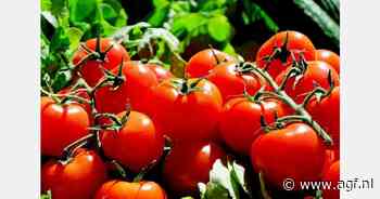 Marokkaanse tomatenprijzen stijgen naar €0,96