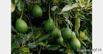 "Mexicaanse avocado heeft sinds 1994 nooit invoerrechten betaald in VS"
