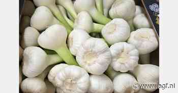 Egyptisch knoflookseizoen verloopt voorspoedig