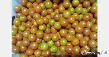 "Egyptenaren proberen marktaandeel te veroveren op Marokko"