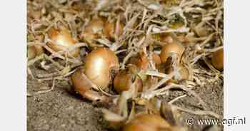 Uienprijs stijgt naar 20 euro per 100 kilo