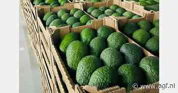 Zware regenval in Noord-Marokko, minimale schade aan avocado's