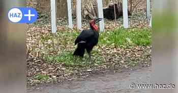 Aus dem Zoo Hannover ausgebüxt: Südlicher Hornrabe in der Eilenriede eingefangen