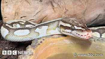 Snake that showed up in toilet doing 'really well'