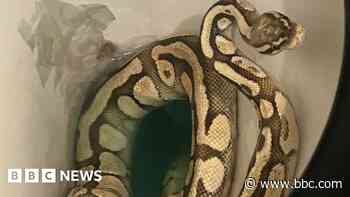 Dozen piglets saved from fire and a snake in the toilet