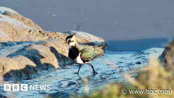 Views sought on plans to boost wildlife recovery