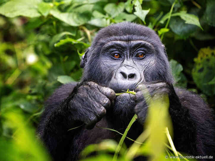 Eberhardt Travel: Uganda-Tour mit Gorilla-Trekking