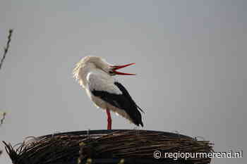 Ooievaars na jaar afwezigheid weer gespot op nest bij Dijklander ziekenhuis