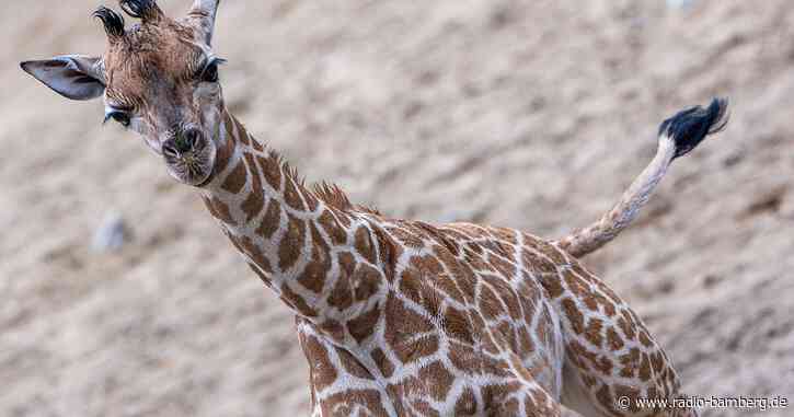 Giraffen-Baby erstmals draußen im Schweriner Zoo zu sehen
