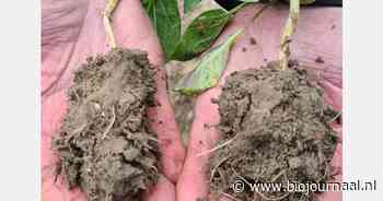 Grootschalig experiment met regeneratieve akkerbouw van start in Nederland