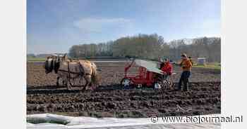 Boer Sil poot P'aardappels