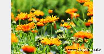 Ondersteunende werking van kruiden bij wondverzorging en -behandeling