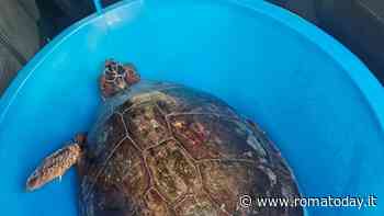 Tartaruga Caretta Caretta resta impigliata nella rete dei pescatori, la staffetta solidale per salvarla
