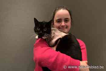 Katten van Ine werden al drie keer beschoten en deze keer met zware gevolgen: “Je staat echt machteloos”