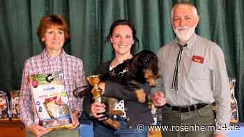 Wer ist der schönste Dackel auf dem Catwalk? Kematen hat die Antwort