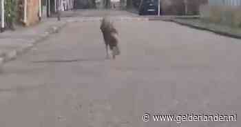 KIJK | Wolf zorgt voor opschudding: dier sjokt door woonwijk