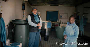 Woad, Once Europe’s Only Blue Dye, Is Rediscovered in France