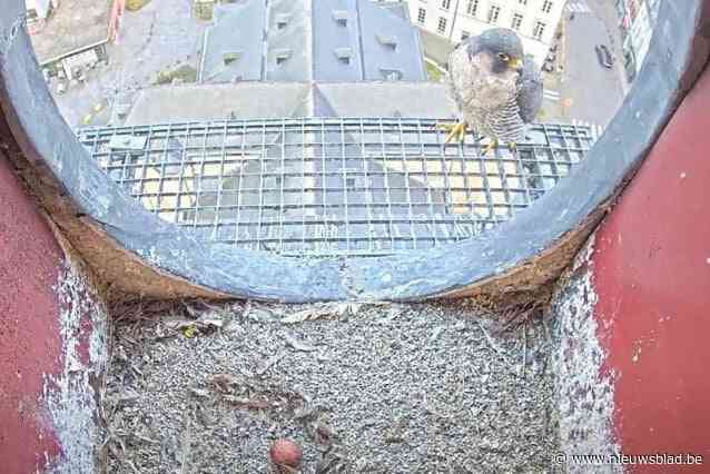 Ook Lokerse slechtvalken zijn er aan begonnen