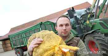 Zikaden in Niedersachsen: Ruiniert das Insekt demnächst Kartoffel- und Rübengeschäft?