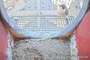 Eerste ei bij slechtvalken