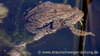 Amphibienwanderung – „menschliche Taxis“ im Kreis Peine gesucht für Kröten und Co