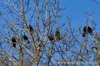 Saatkrähen sorgen Stopp von Waldarbeiten