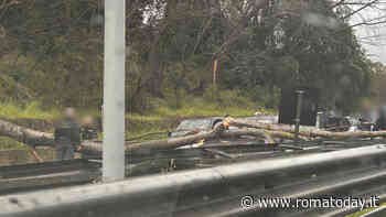 Tragedia sfiorata sull'Aurelia: albero crolla su un'auto e blocca l'intera carreggiata 