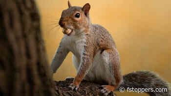 Subtle Edits for Stunning Golden Tones in Lightroom