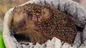 Igelstationen am Limit: Brief an Umweltminister